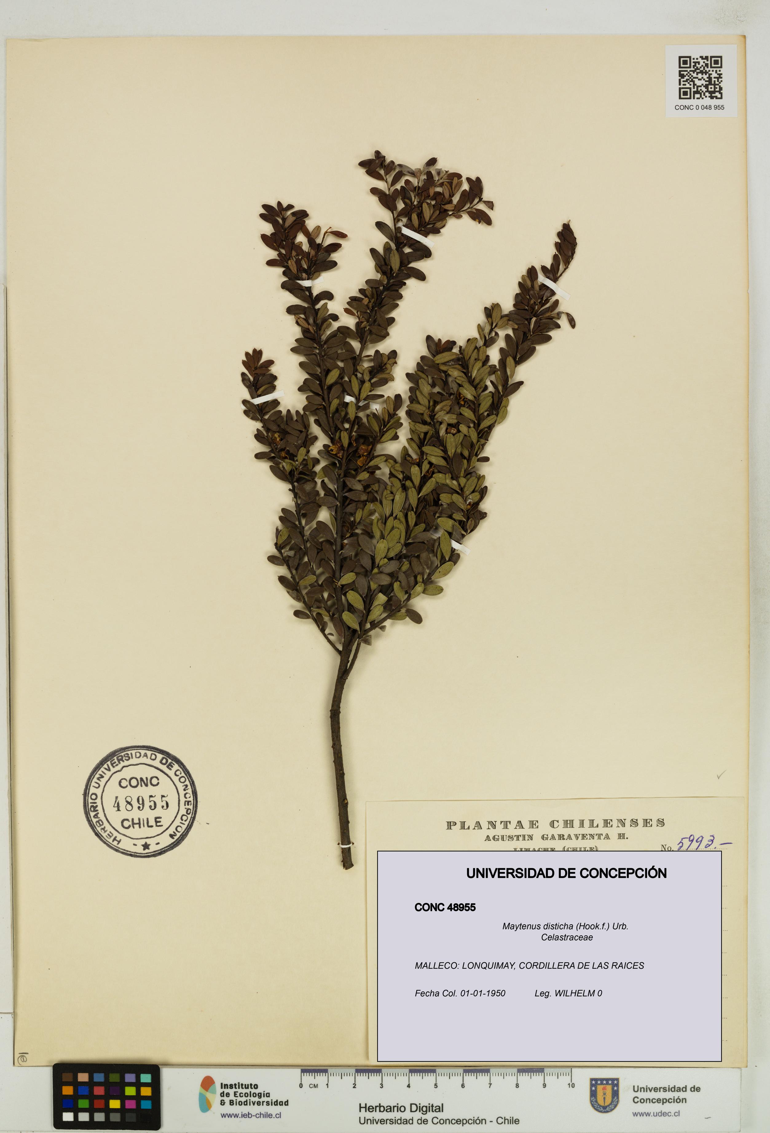 Maytenus disticha [Espécimen: UDEC:CONC:0048955]