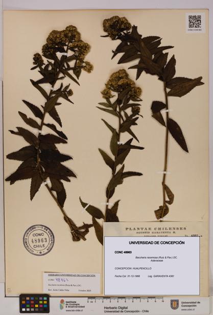 Baccharis racemosa [Espécimen: UDEC:CONC:0048963]