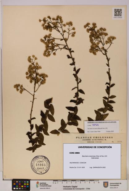 Baccharis racemosa [Espécimen: UDEC:CONC:0048964]