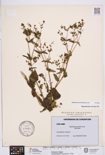 Sigesbeckia jorullensis [Espécimen: ]