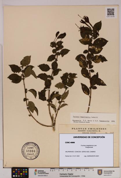 Fuchsia magellanica [Espécimen: UDEC:CONC:0048966]