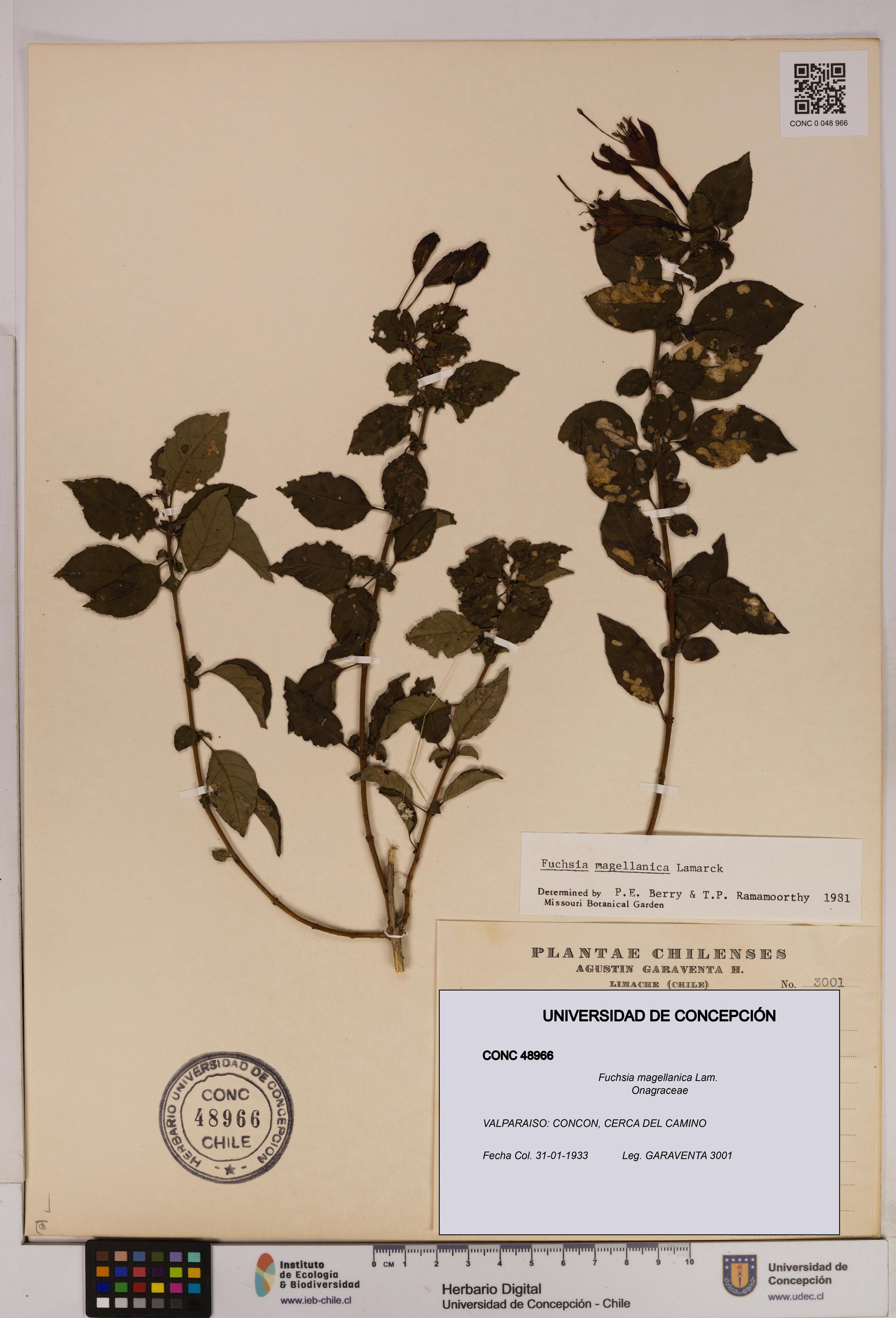 Fuchsia magellanica [Espécimen: UDEC:CONC:0048966]