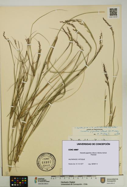 Nassella gigantea [Espécimen: UDEC:CONC:0048987]