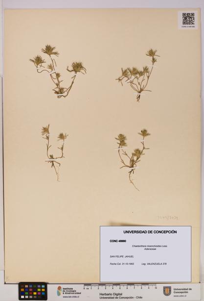 Chaetanthera moenchioides [Espécimen: UDEC:CONC:0048990]