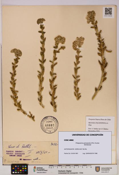 Philippiamra pachyphylla [Espécimen: ]