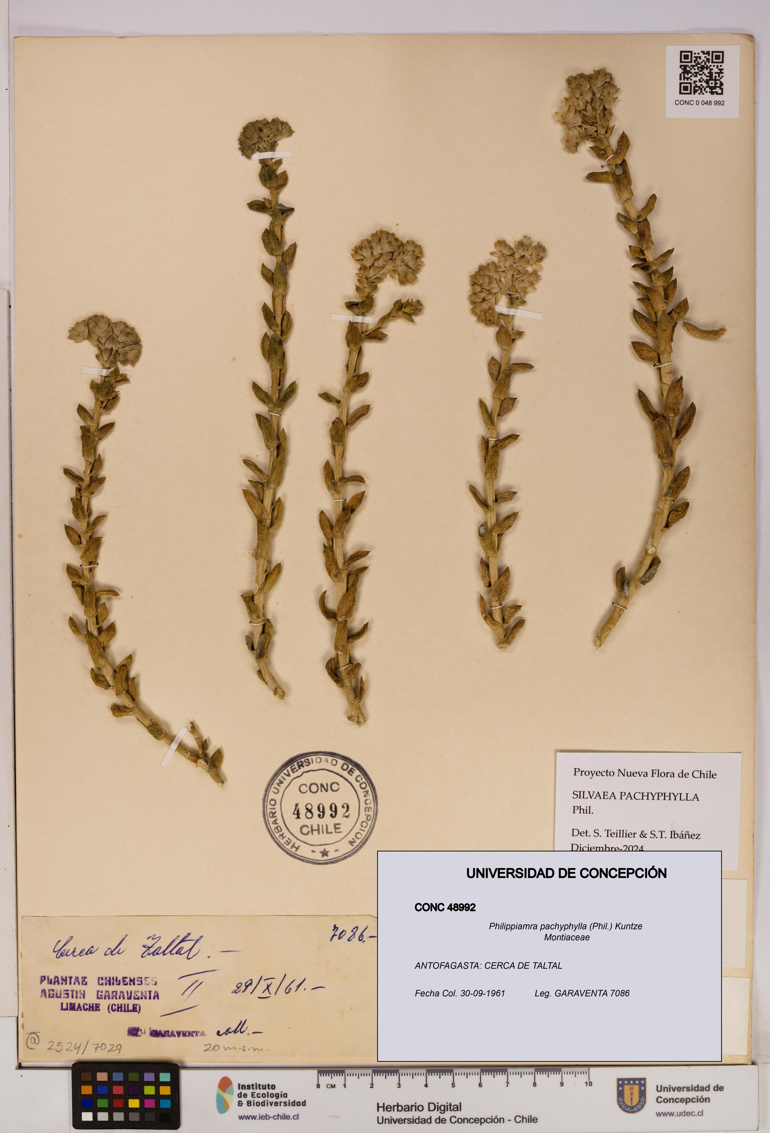 Philippiamra pachyphylla [Espécimen: ]