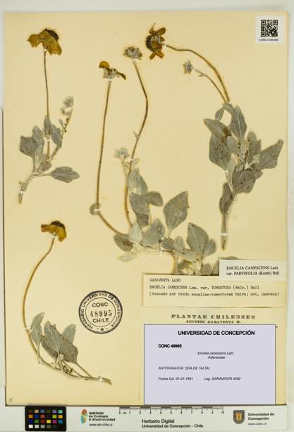 Encelia canescens [Espécimen: UDEC:CONC:0048995]