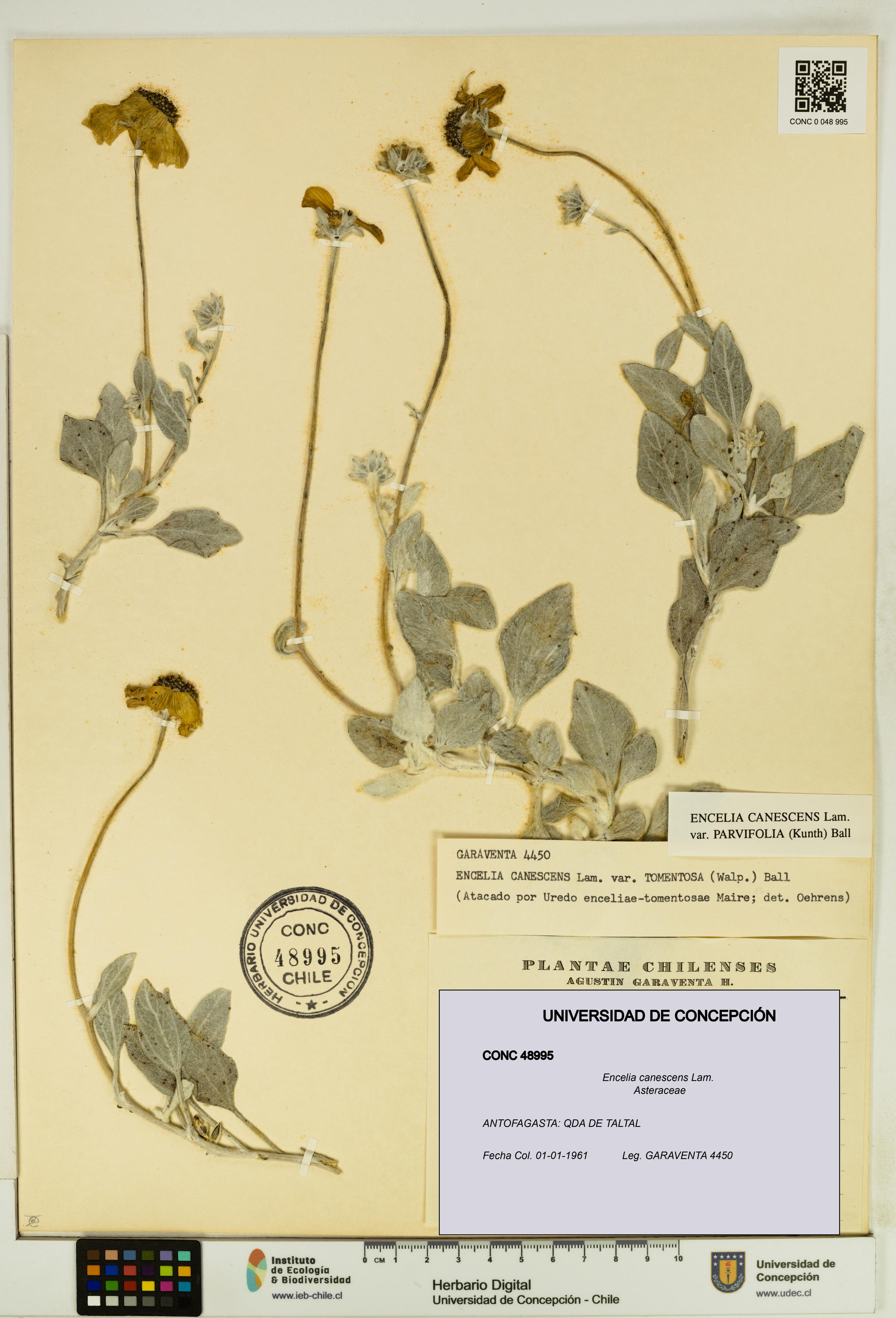 Encelia canescens [Espécimen: UDEC:CONC:0048995]