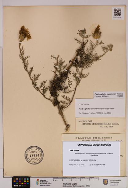 Plectocephalus atacamensis [Espécimen: UDEC:CONC:0048996]
