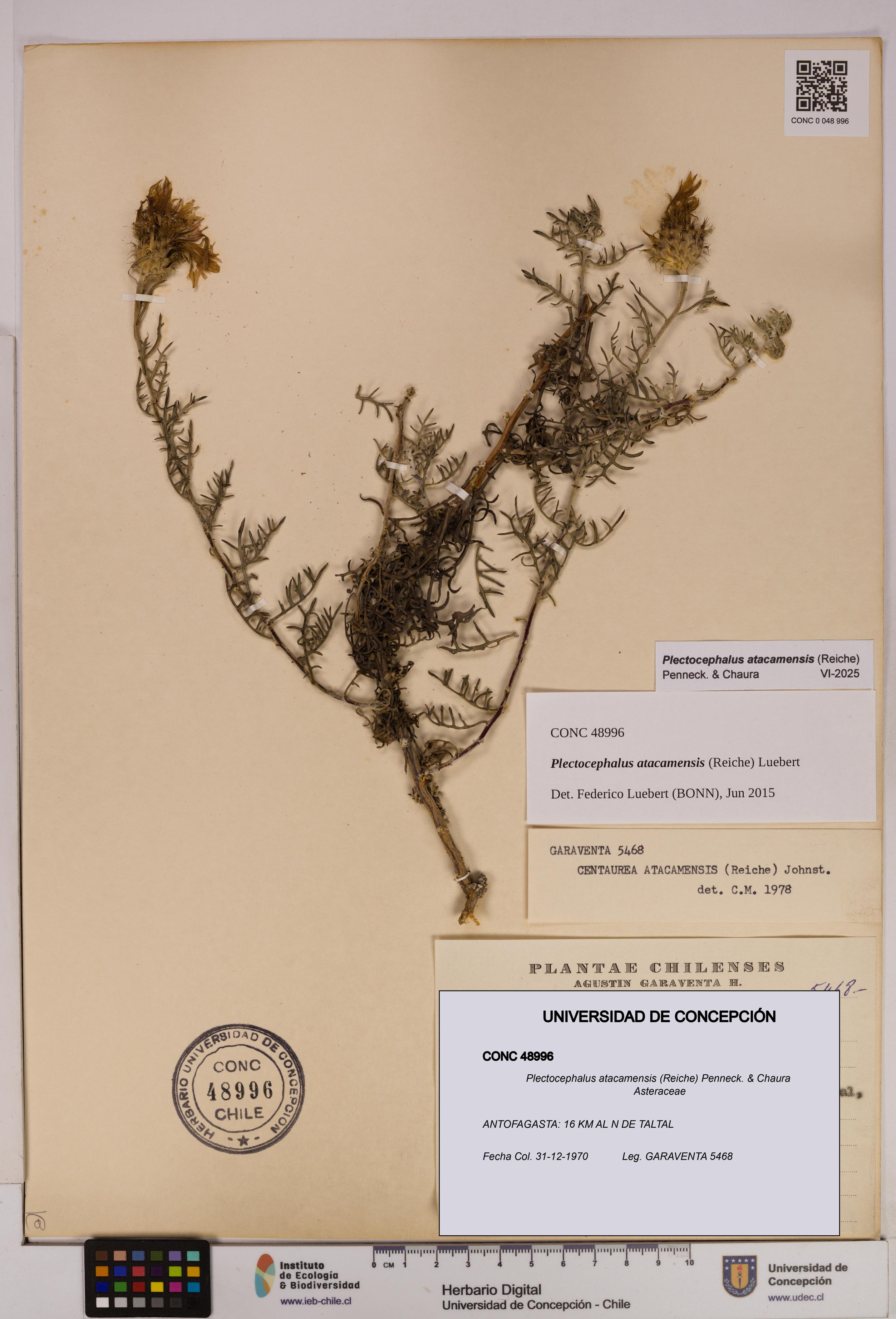 Plectocephalus atacamensis [Espécimen: UDEC:CONC:0048996]