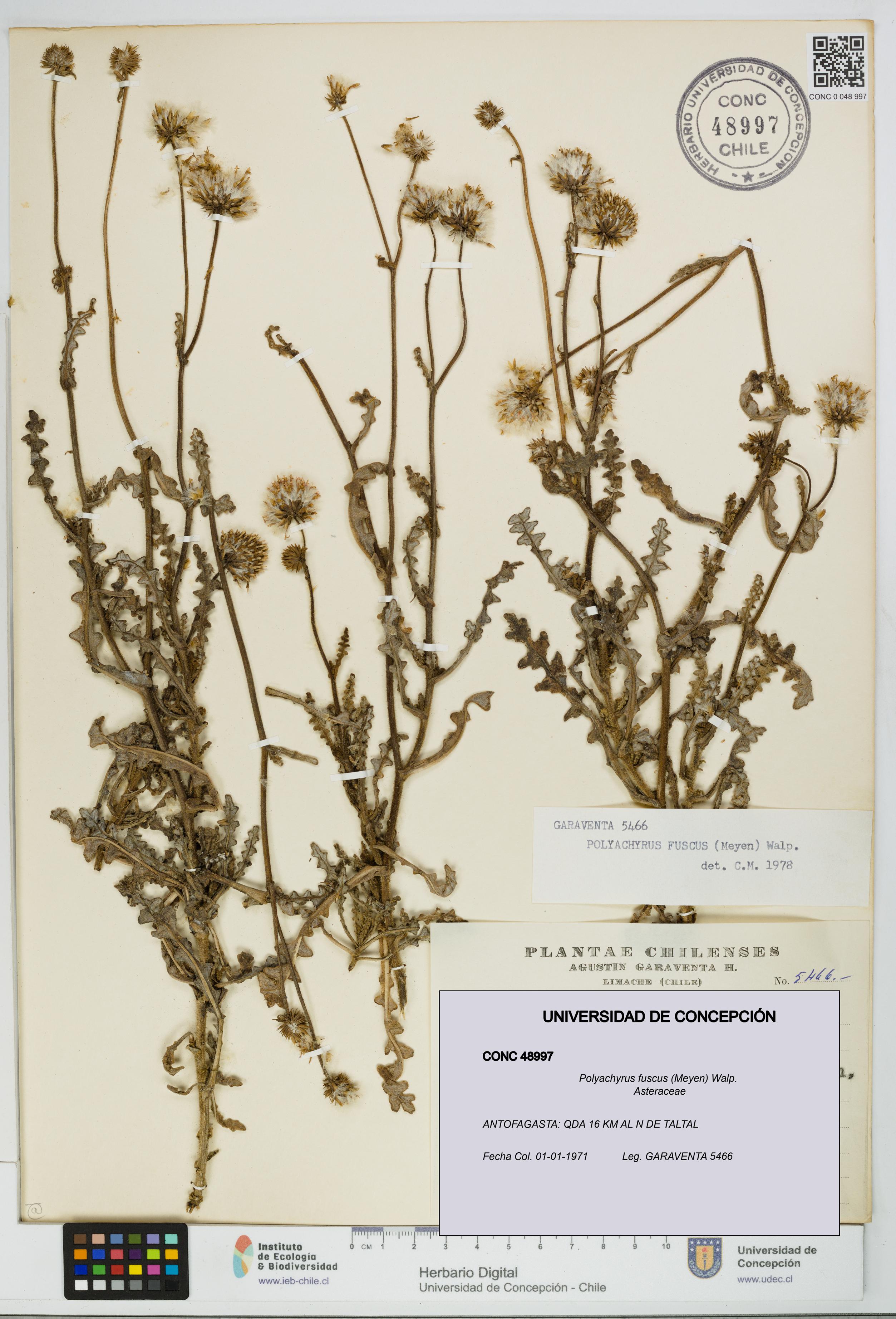 Polyachyrus fuscus [Espécimen: UDEC:CONC:0048997]