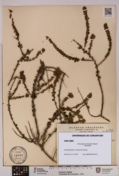 Ophryosporus triangularis [Espécimen: UDEC:CONC:0049000]