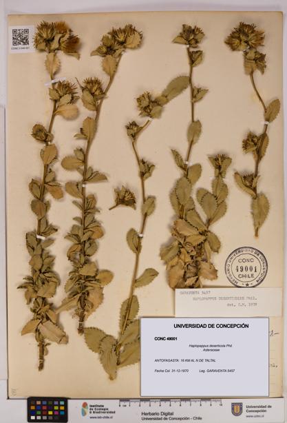 Haplopappus deserticola [Espécimen: UDEC:CONC:0049001]