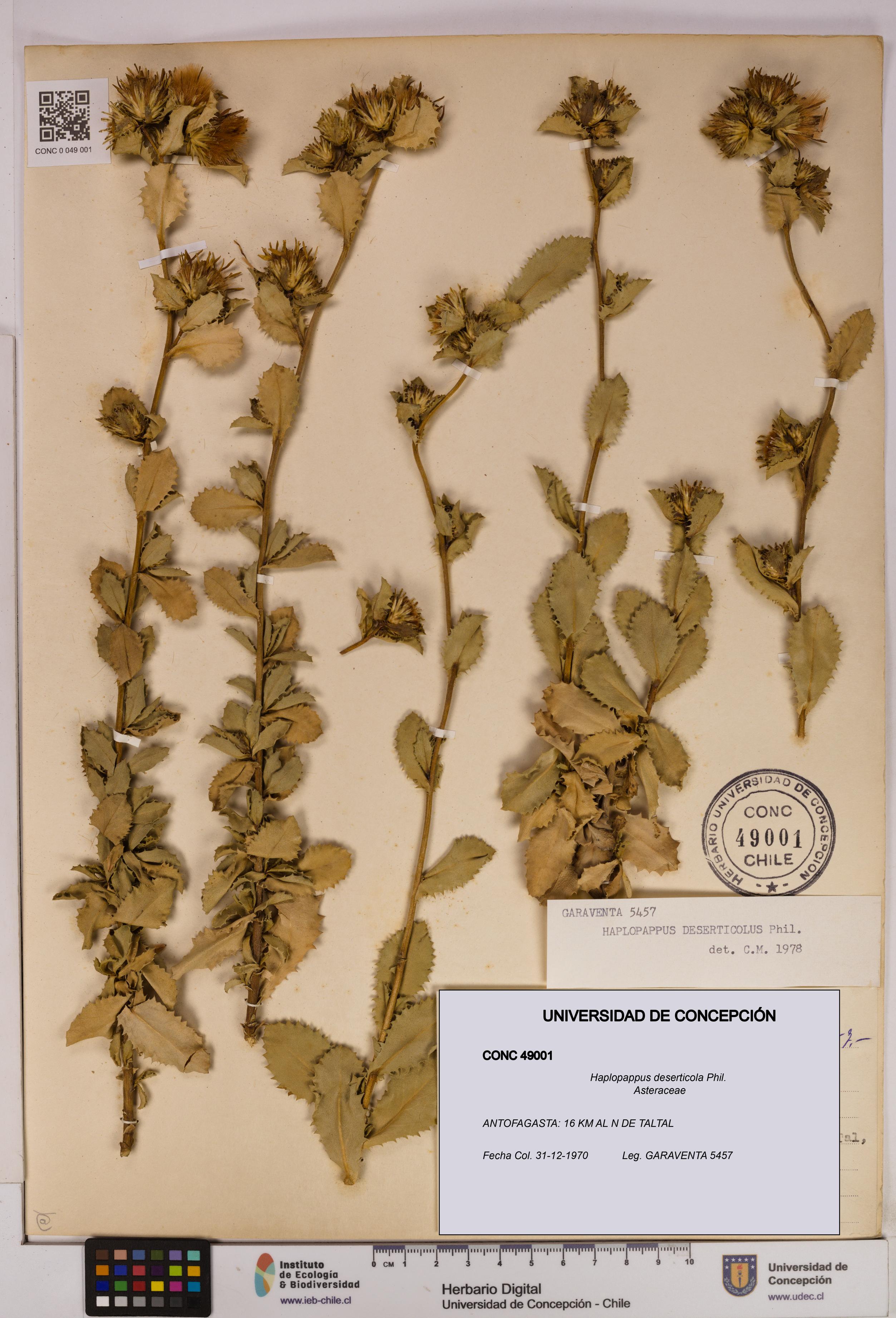 Haplopappus deserticola [Espécimen: UDEC:CONC:0049001]