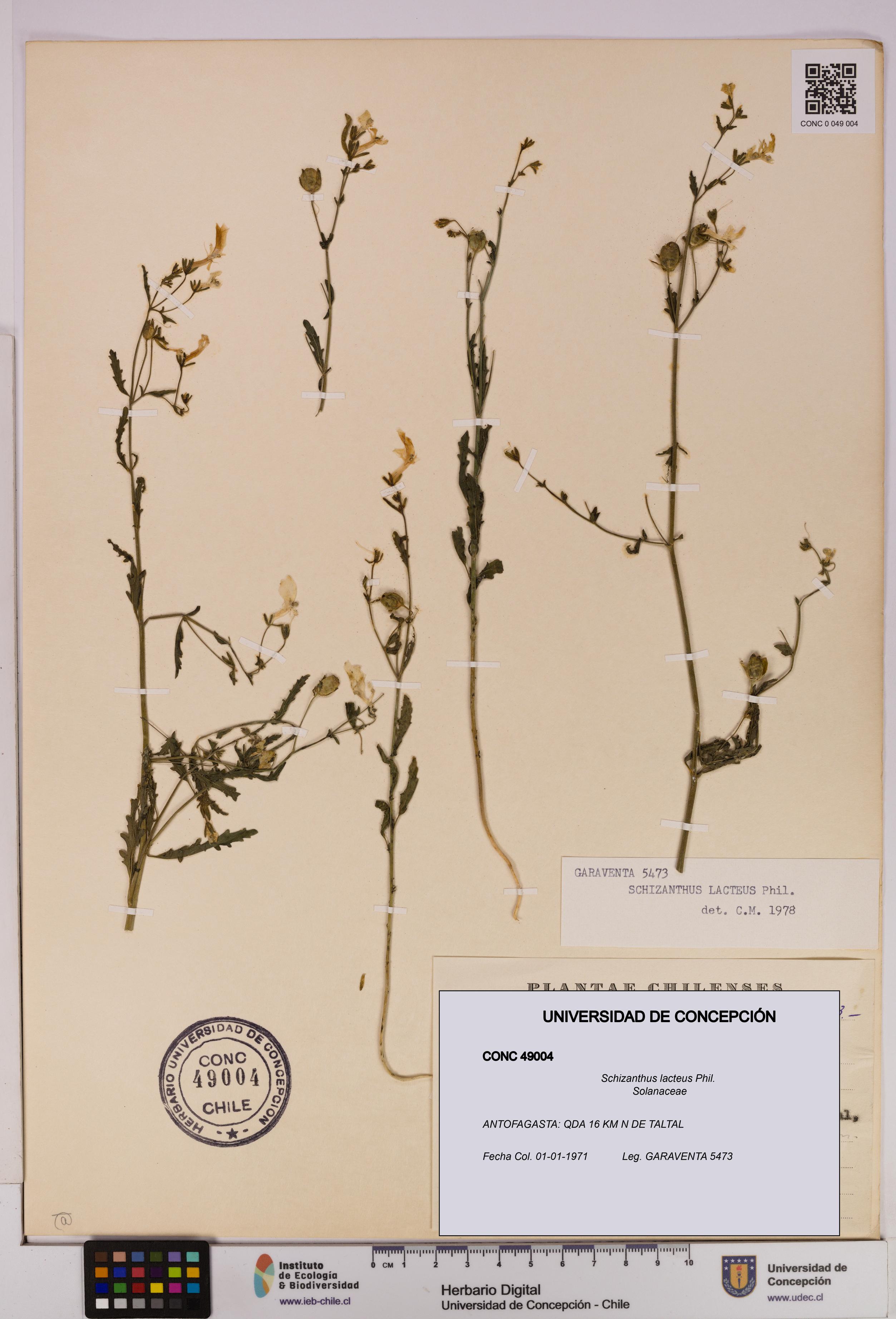 Schizanthus lacteus [Espécimen: UDEC:CONC:0049004]