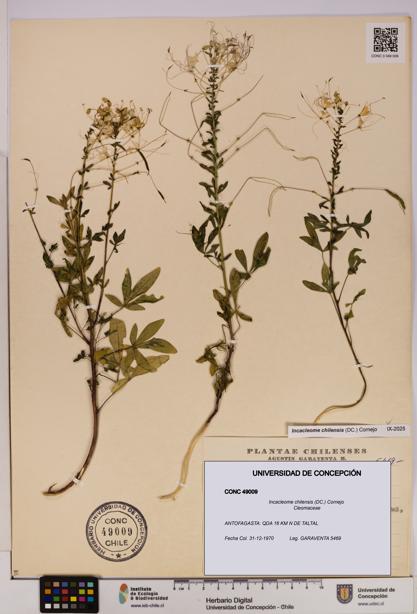 Incacleome chilensis [Espécimen: UDEC:CONC:0049009]