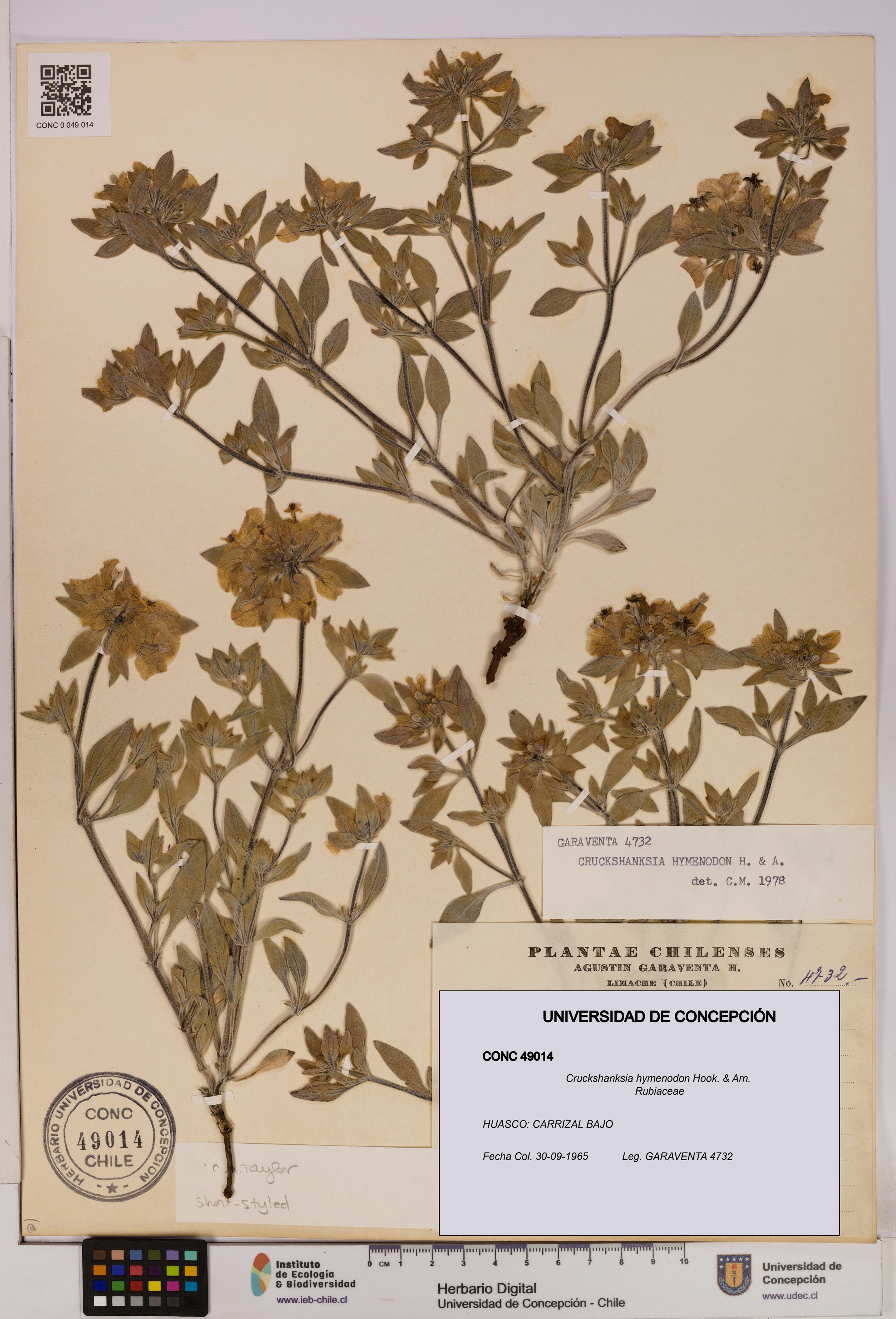 Cruckshanksia hymenodon [Espécimen: UDEC:CONC:0049014]