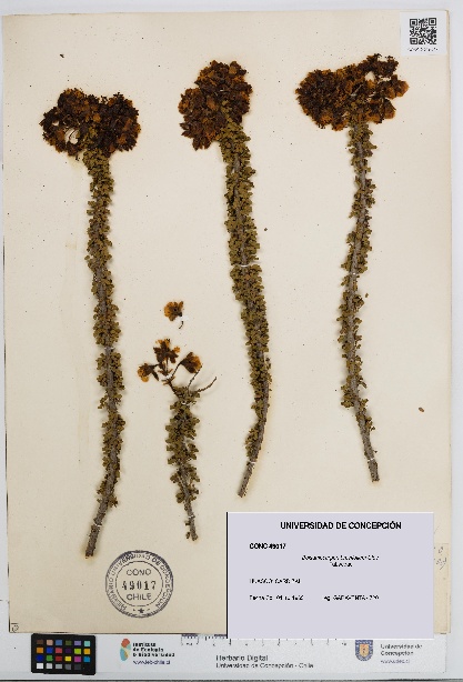 Balsamocarpon brevifolium [Espécimen: UDEC:CONC:0049017]