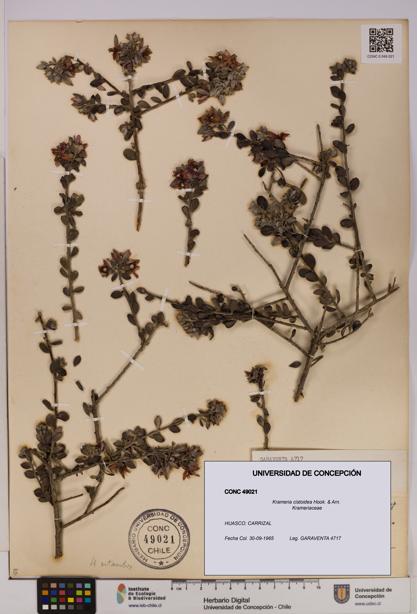 Krameria cistoidea [Espécimen: UDEC:CONC:0049021]