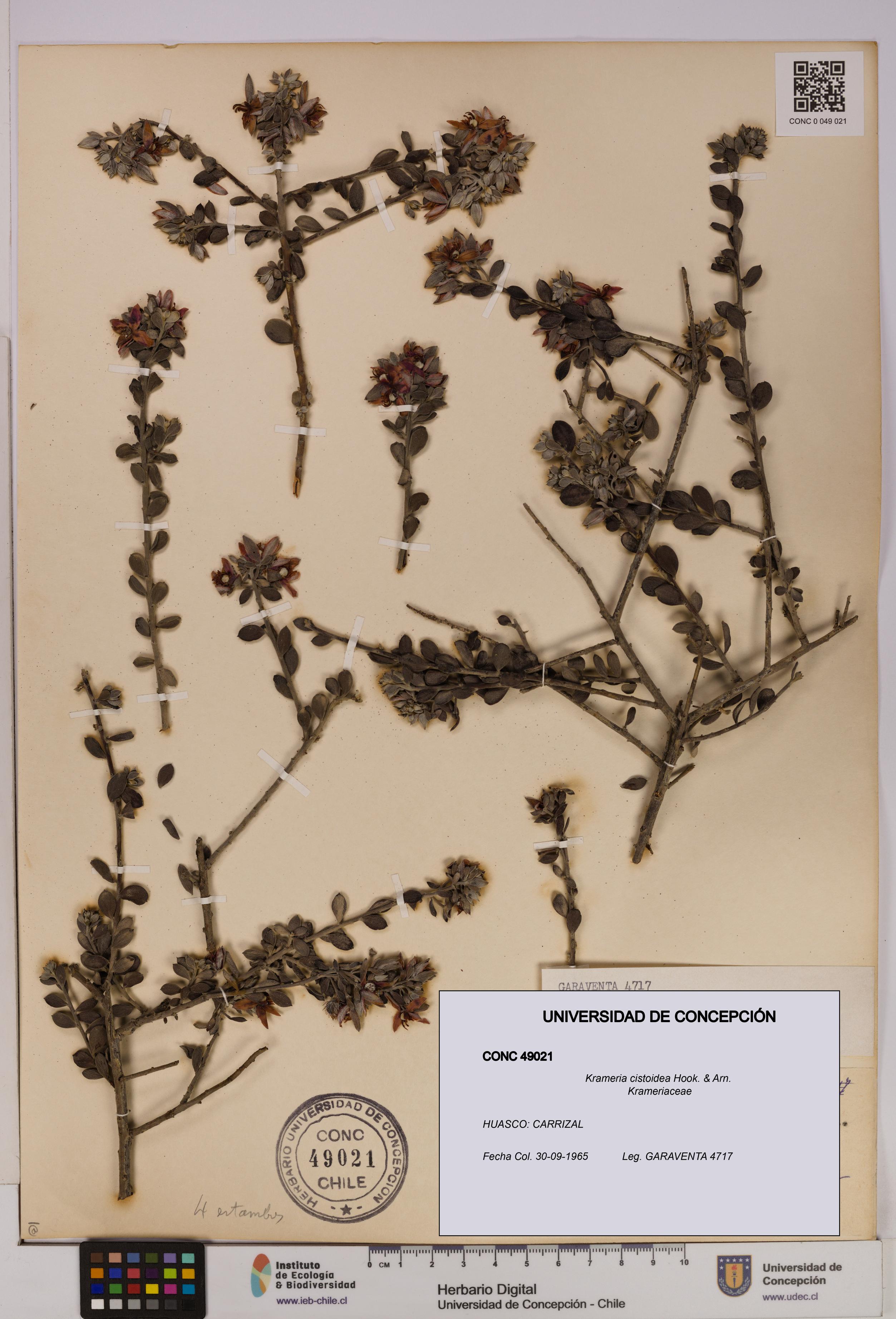 Krameria cistoidea [Espécimen: UDEC:CONC:0049021]
