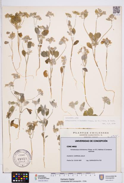 Homalocarpus dichotomus [Espécimen: ]