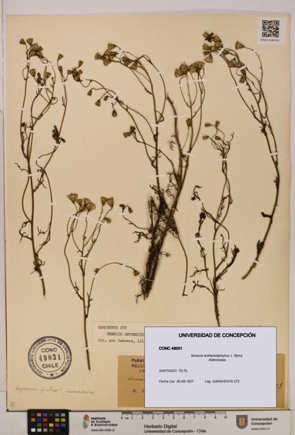 Senecio anthemidiphyllus [Espécimen: UDEC:CONC:0049031]
