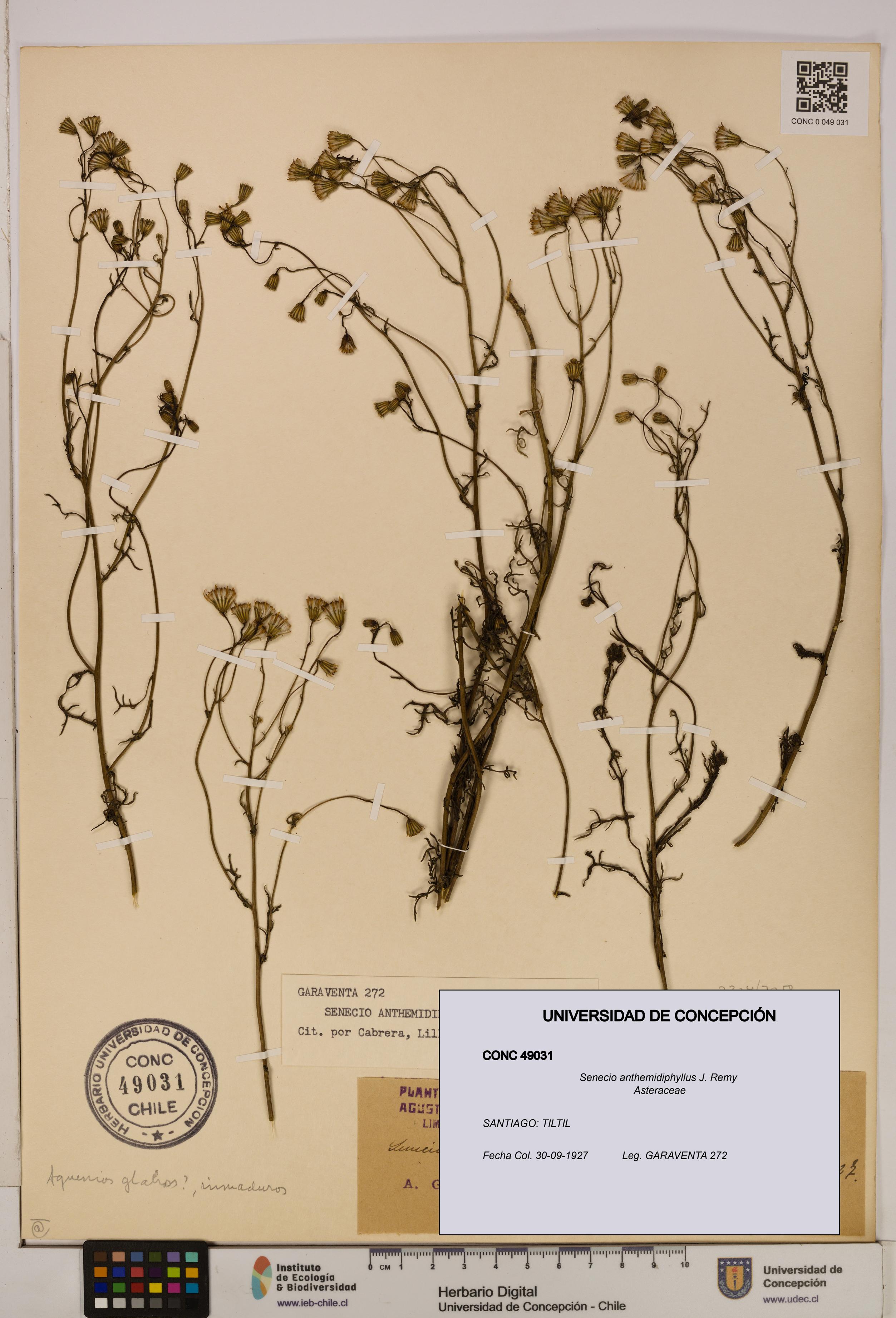 Senecio anthemidiphyllus [Espécimen: UDEC:CONC:0049031]