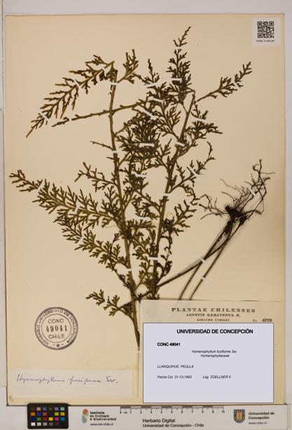 Hymenophyllum fuciforme [Espécimen: UDEC:CONC:0049041]
