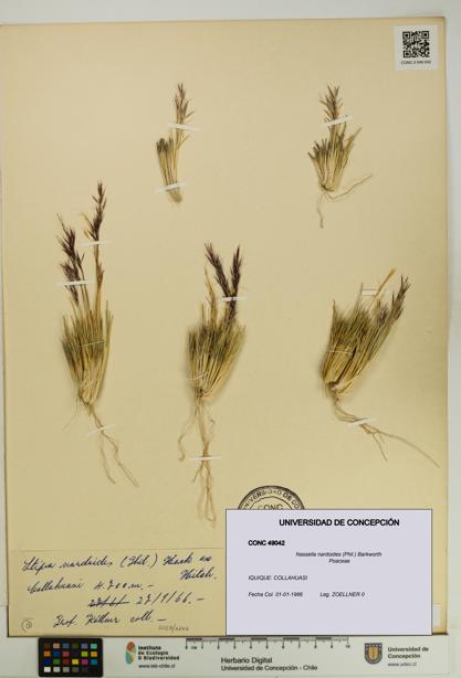 Nassella nardoides [Espécimen: UDEC:CONC:0049042]