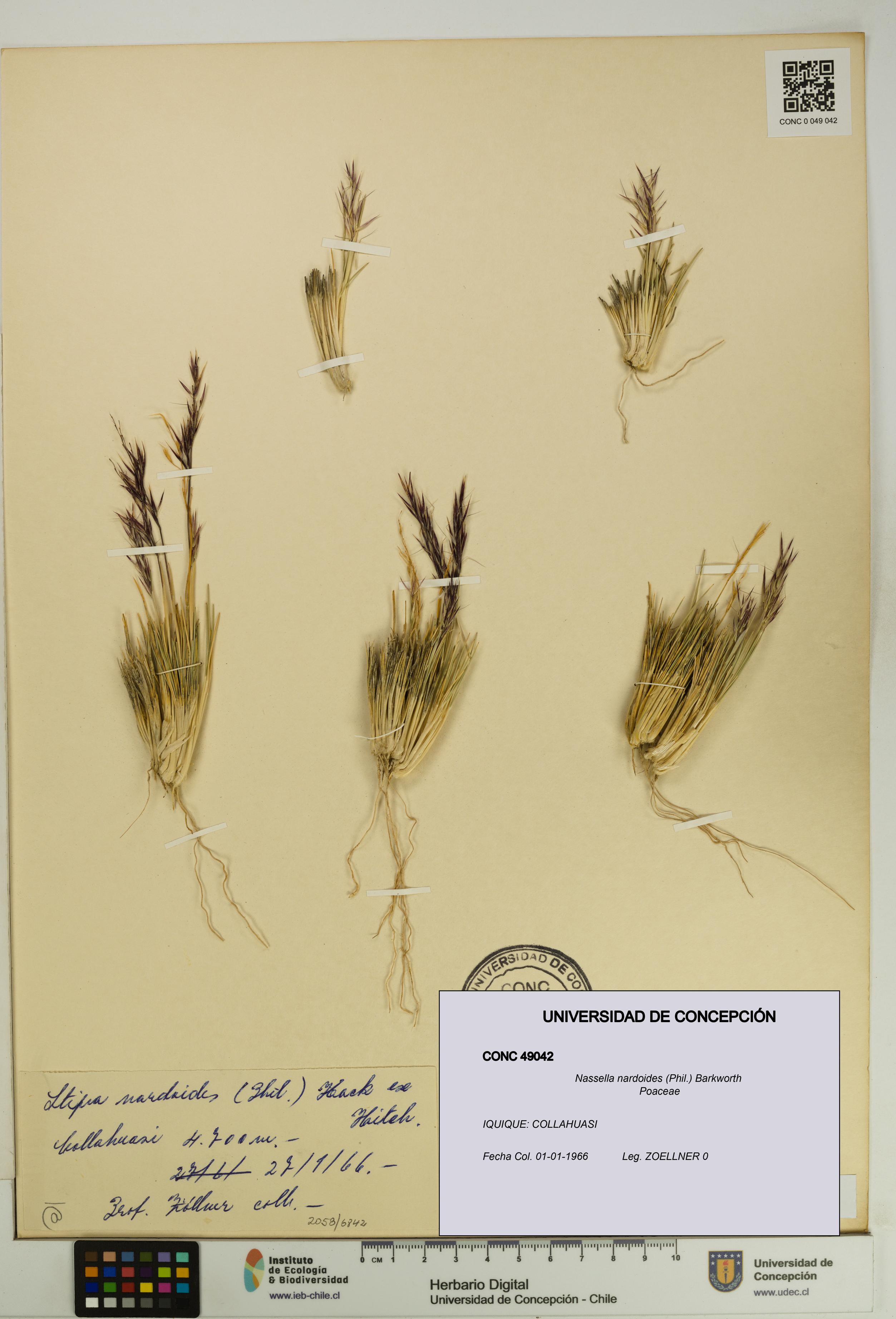 Nassella nardoides [Espécimen: UDEC:CONC:0049042]