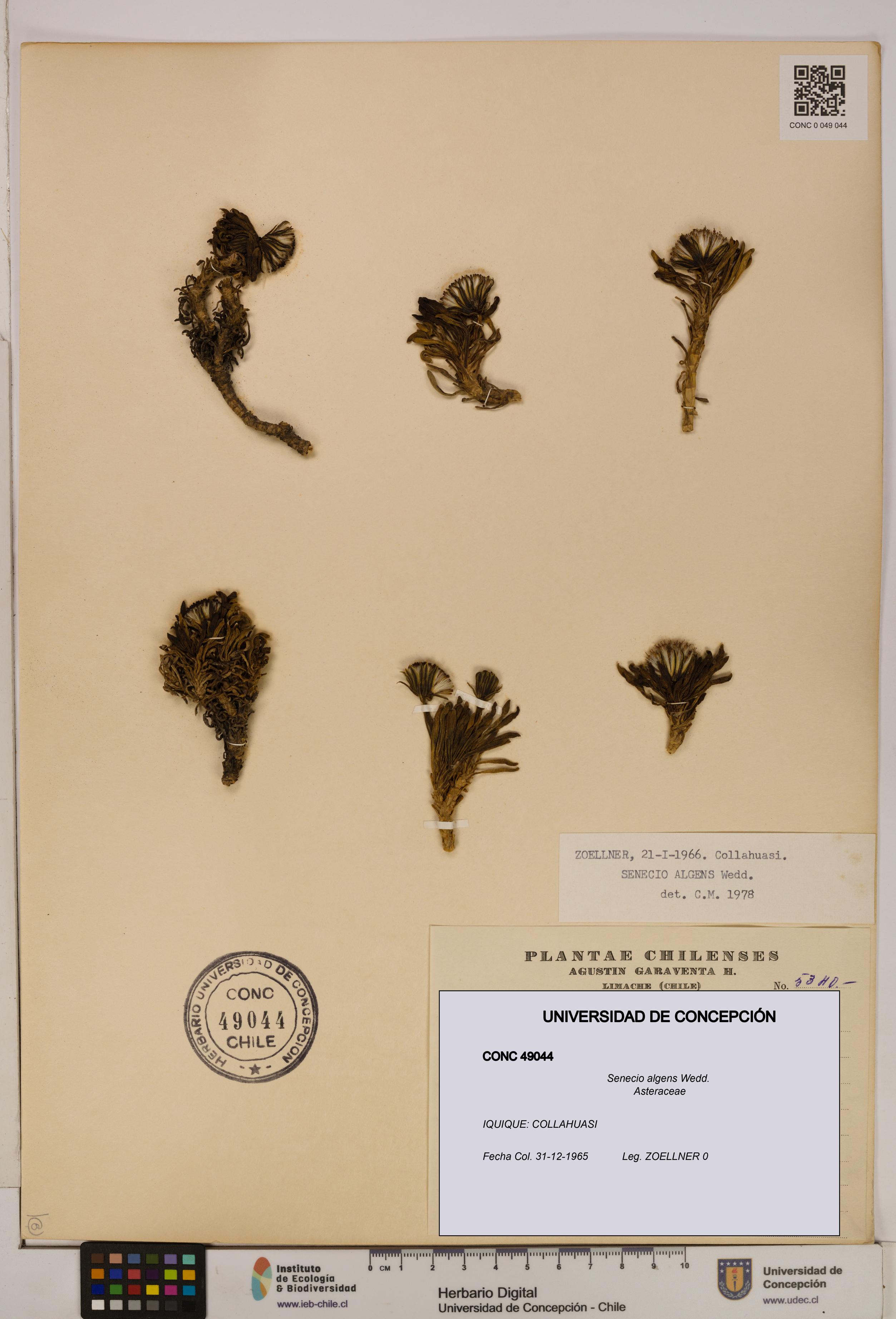 Senecio algens [Espécimen: UDEC:CONC:0049044]