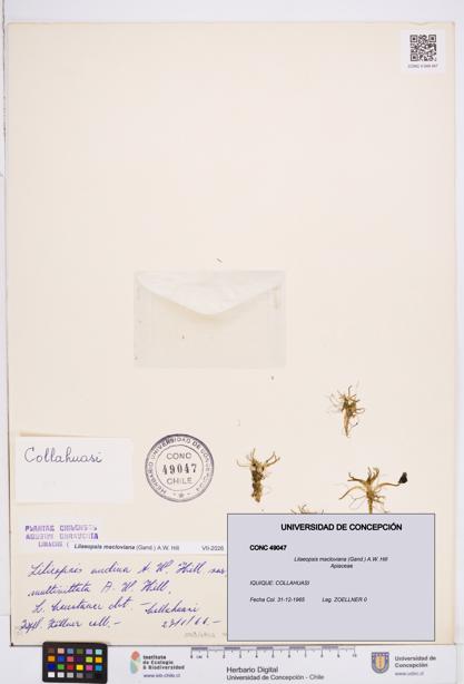 Lilaeopsis macloviana [Espécimen: ]