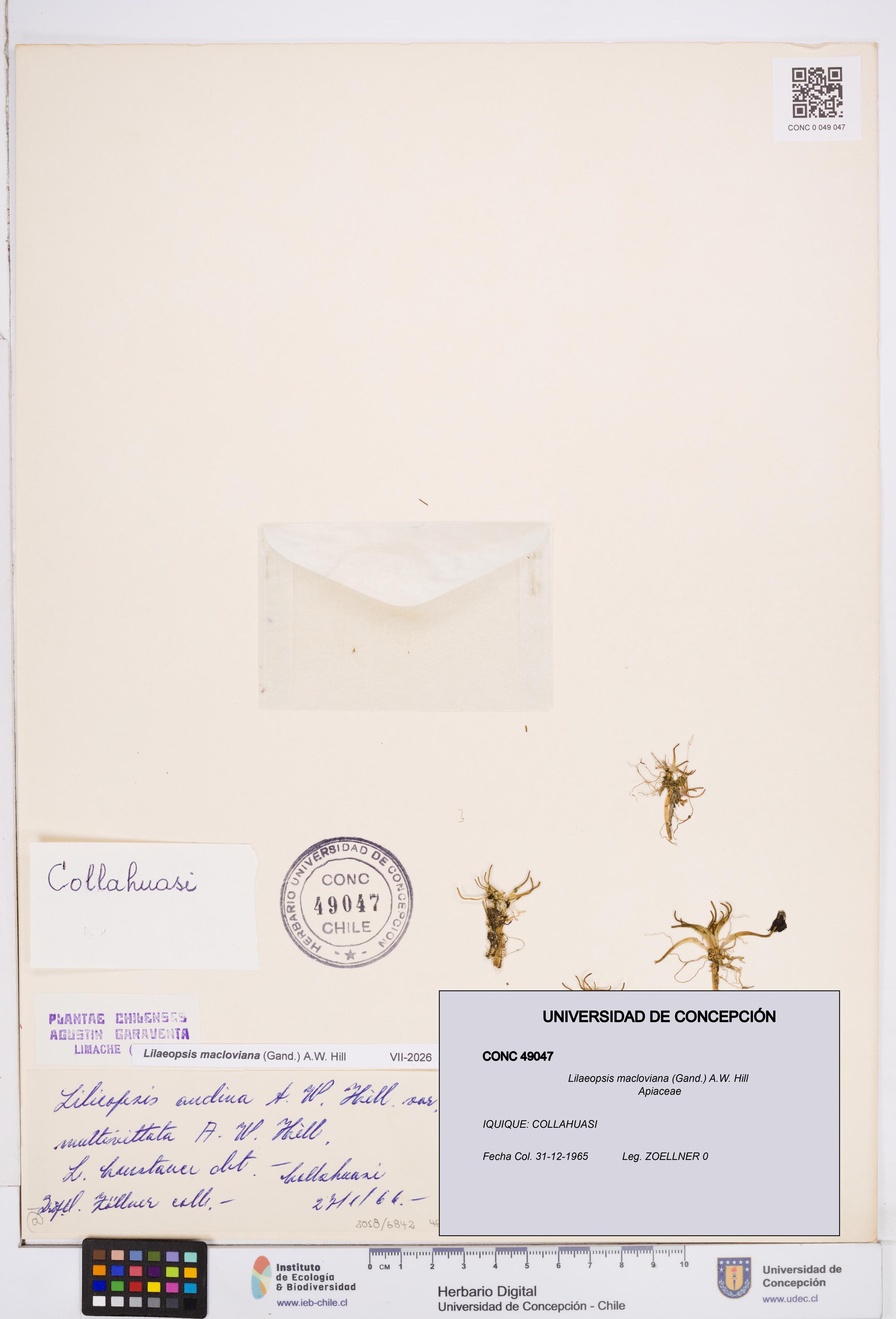 Lilaeopsis macloviana [Espécimen: ]