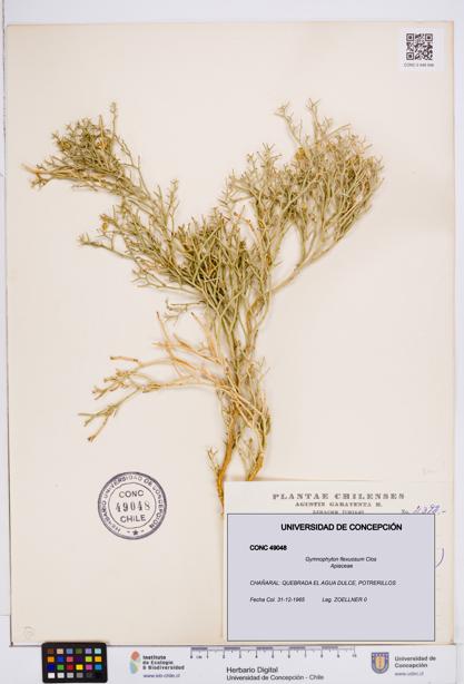 Gymnophyton flexuosum [Espécimen: ]