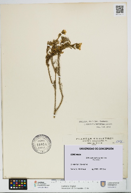 Gutierrezia espinosae [Espécimen: UDEC:CONC:0049054]