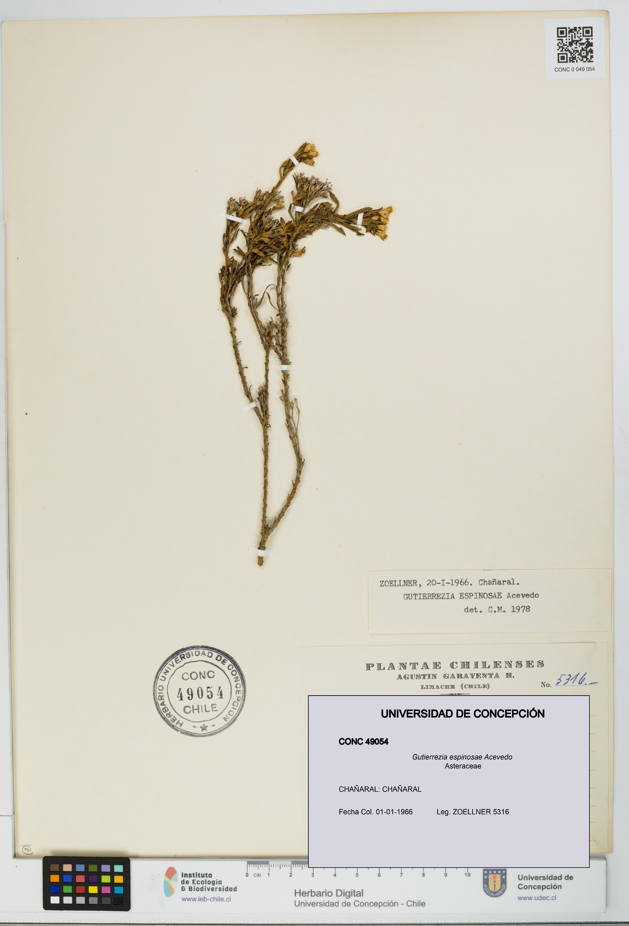 Gutierrezia espinosae [Espécimen: UDEC:CONC:0049054]