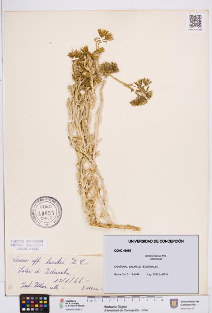 Senecio leucus [Espécimen: ]