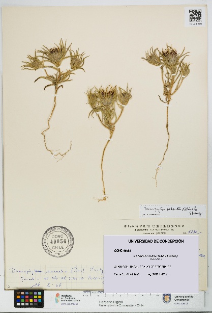Doniophyton weddellii [Espécimen: UDEC:CONC:0049056]