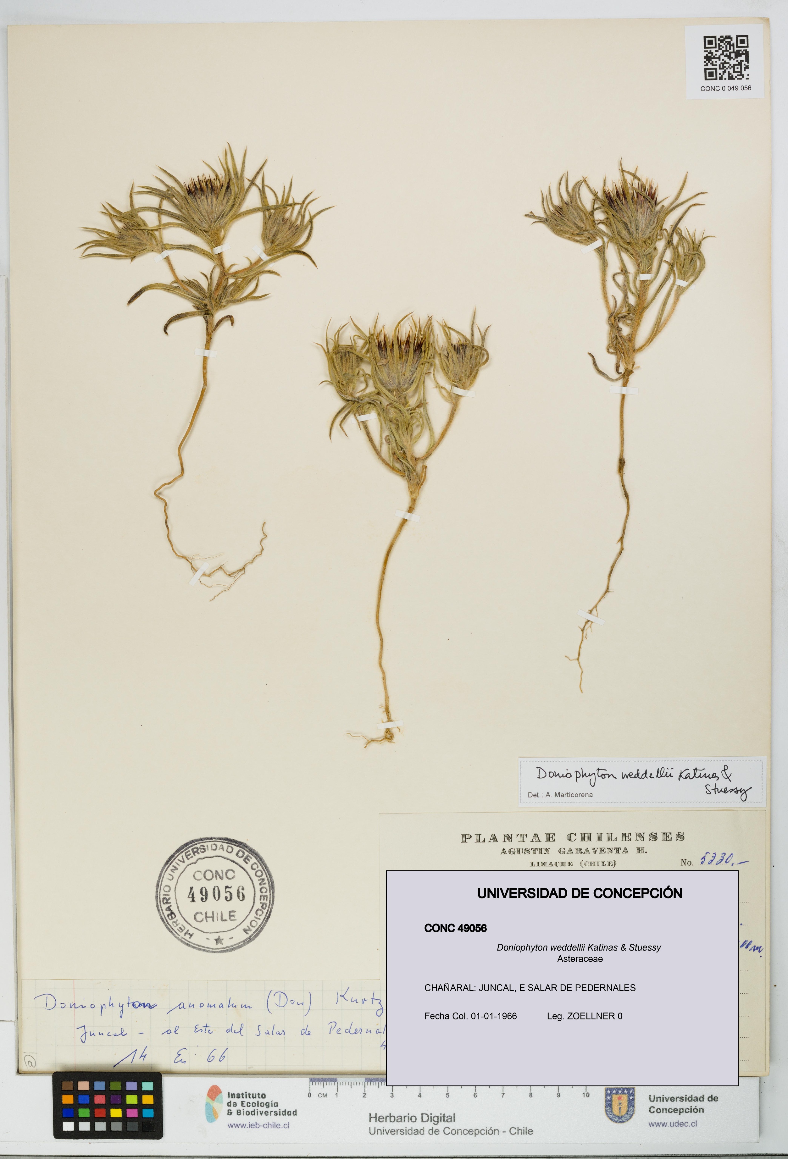 Doniophyton weddellii [Espécimen: UDEC:CONC:0049056]