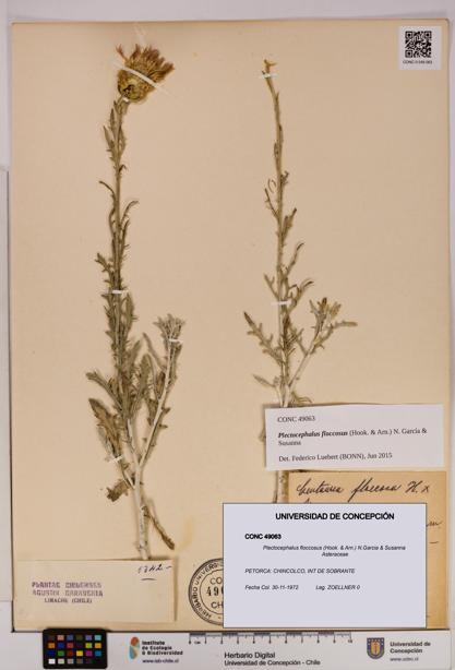 Plectocephalus floccosus [Espécimen: UDEC:CONC:0049063]