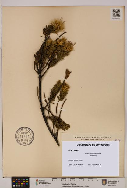 Plazia daphnoides [Espécimen: UDEC:CONC:0049064]