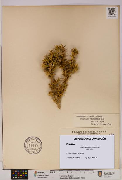 Chuquiraga atacamensis [Espécimen: UDEC:CONC:0049065]