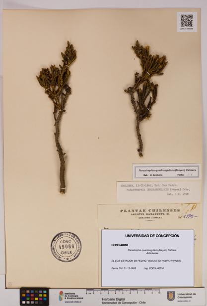 Parastrephia quadrangularis [Espécimen: UDEC:CONC:0049066]