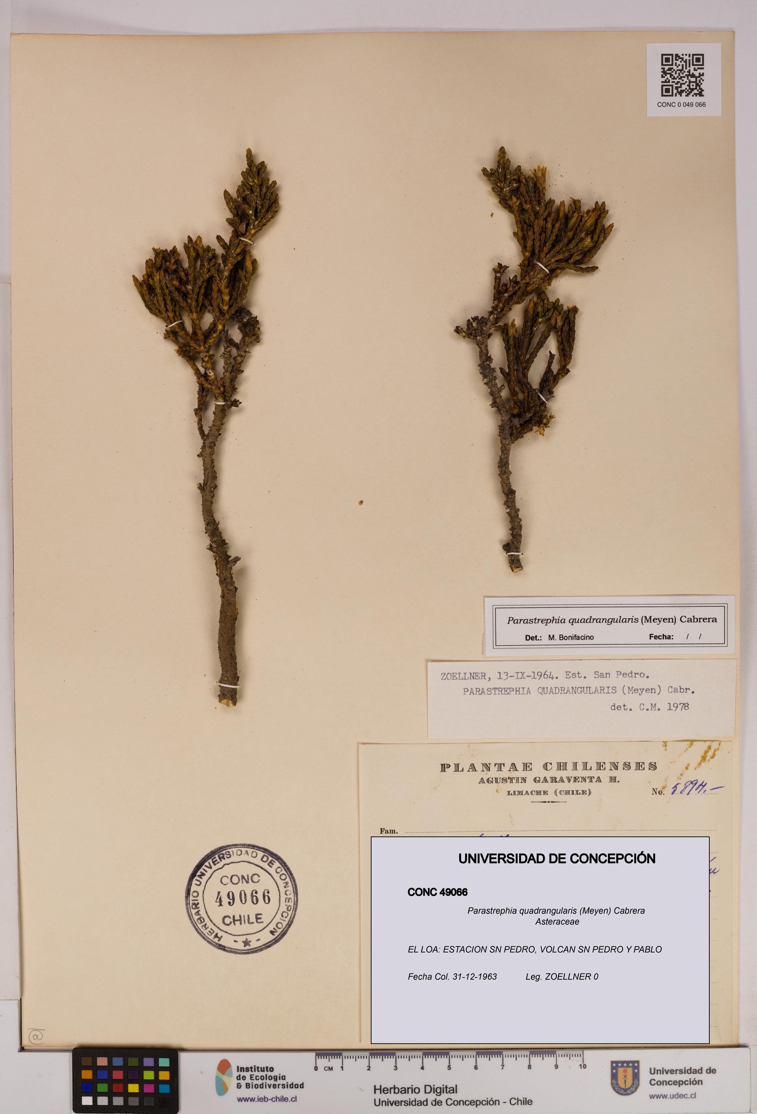 Parastrephia quadrangularis [Espécimen: UDEC:CONC:0049066]