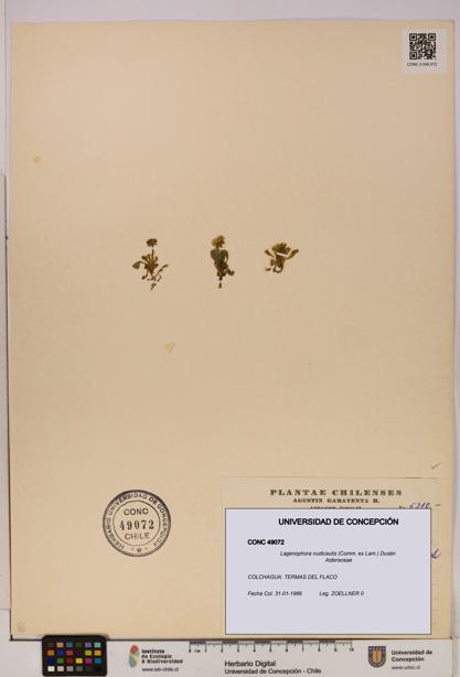 Lagenophora nudicaulis [Espécimen: ]