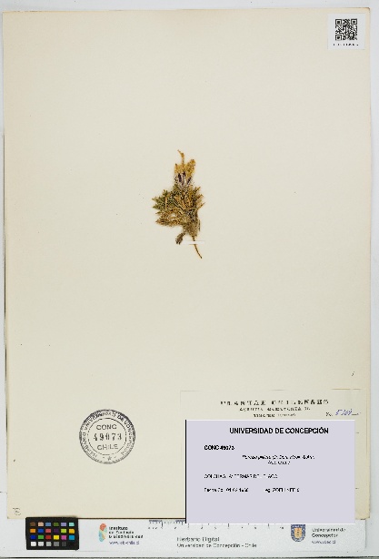 Perezia pilifera [Espécimen: UDEC:CONC:0049073]