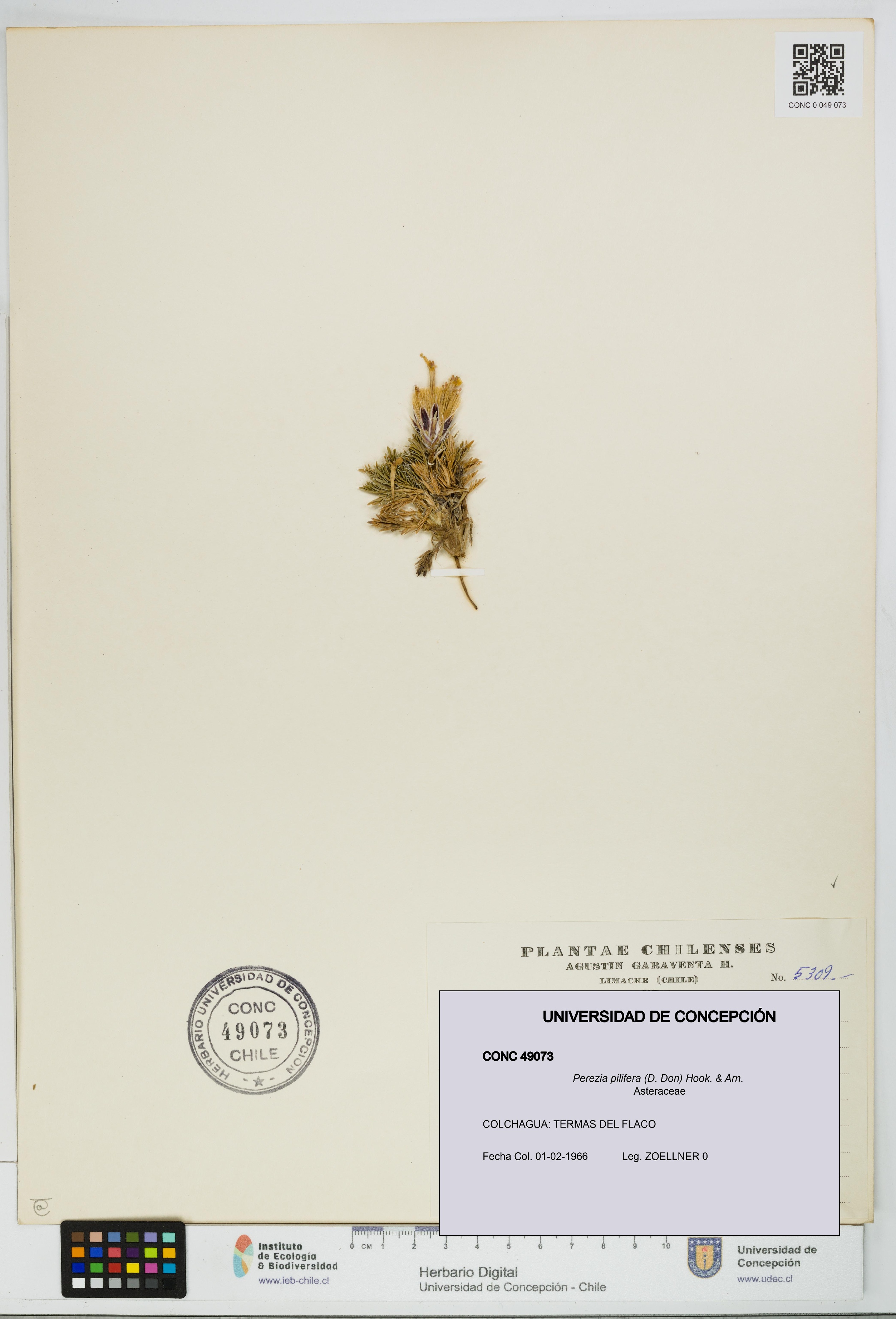 Perezia pilifera [Espécimen: UDEC:CONC:0049073]