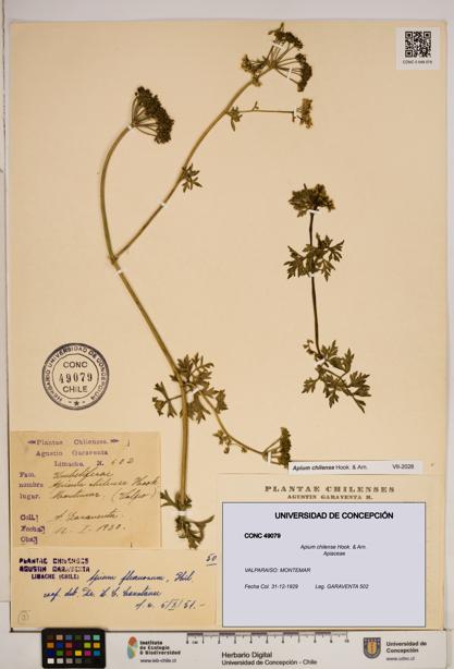 Apium chilense [Espécimen: ]