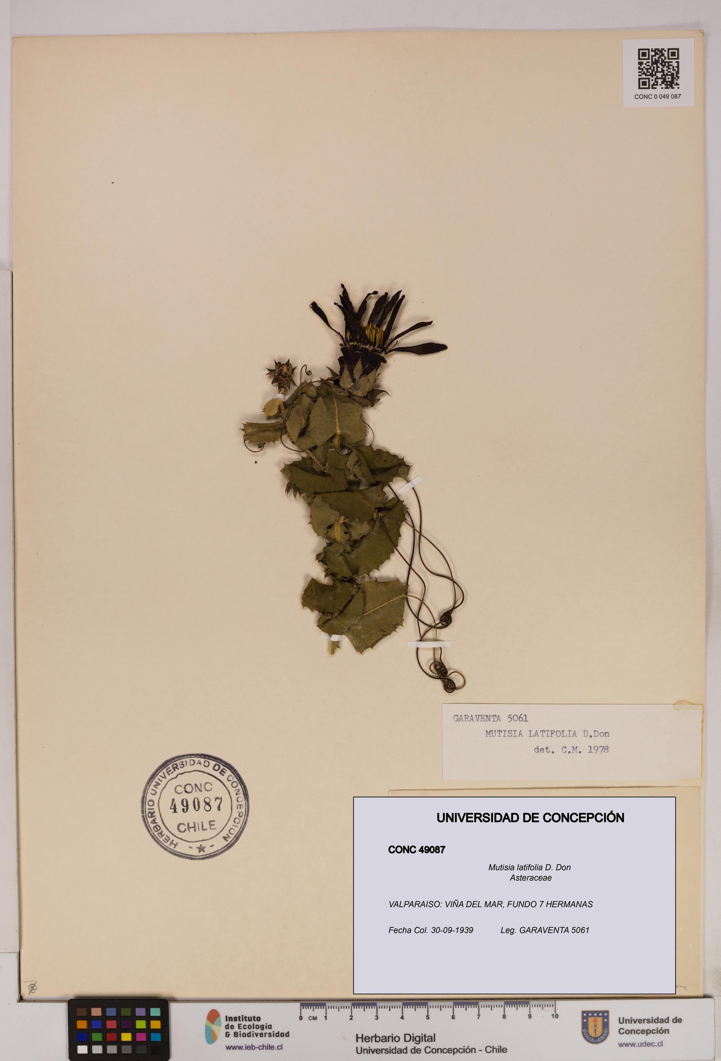 Mutisia latifolia [Espécimen: UDEC:CONC:0049087]