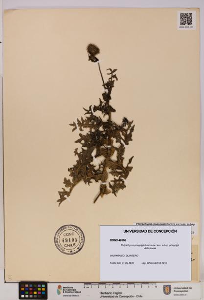 Polyachyrus poeppigii [Espécimen: UDEC:CONC:0049105]